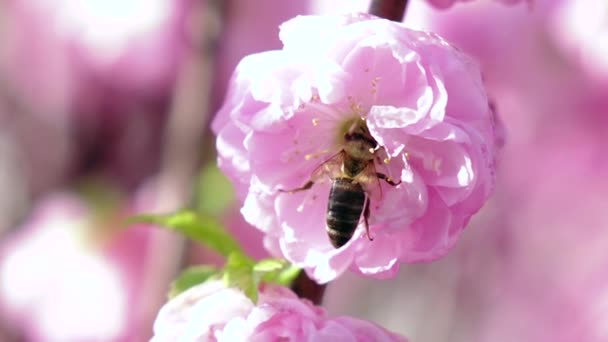 春にアプリコットの花を受粉させるミツバチ。クローズアップ。スローモーション — ストック動画