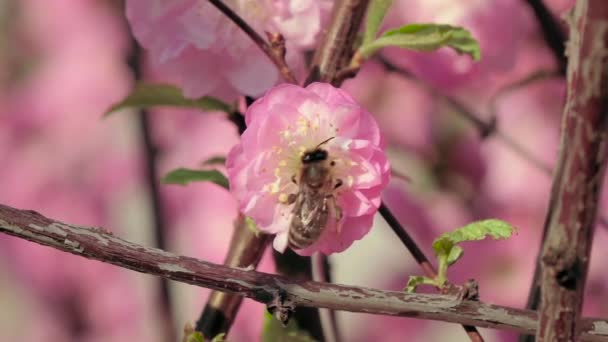 Медовая пчела опыляет яблочный цветок ранней весной. Закрывай. Медленное движение — стоковое видео