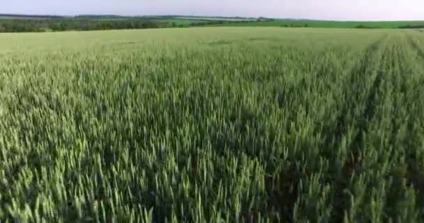 Green field and cloudy sky. Overhead shot — Stock Video
