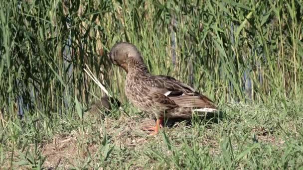 Canard aux canetons — Video