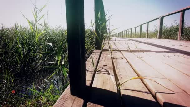 Pohled z prázdné dřevěné molo na reed půdy pod modrou oblohou. Dolly. Detailní záběr — Stock video