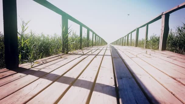 Houten pier met reed. Dolly geschoten. Close-up — Stockvideo