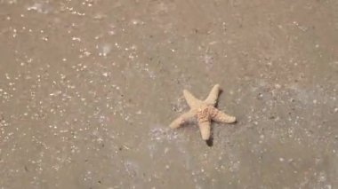 Deniz yıldızı uzanmış