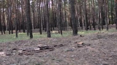 Ormandaki çam ağaçları