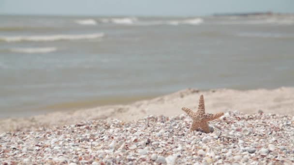 Małe rozgwiazdy na seashore — Wideo stockowe