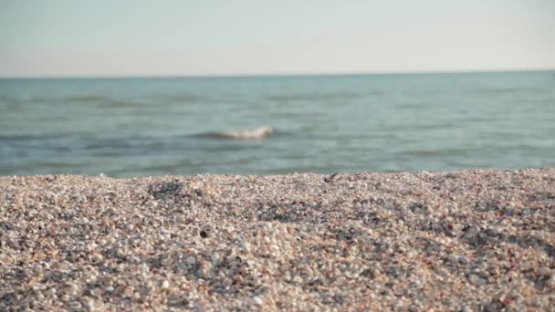 Strand zeeschelpen — Stockvideo