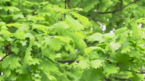 Frische junge grüne Eichenblätter im hellen Sonnenlicht. Nahaufnahme — Stockvideo