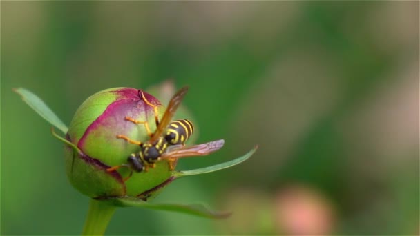 Wasp on flower bud — Stock Video