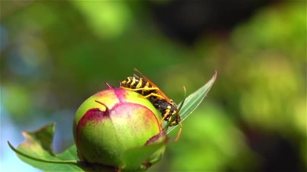 Bumblebee flor polinizadora — Vídeo de Stock