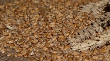 Buğday Cerel taneler