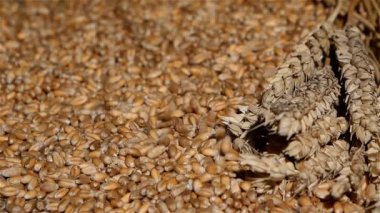 Buğday tahıl tarım hasat