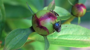 Bal arısı polen toplar