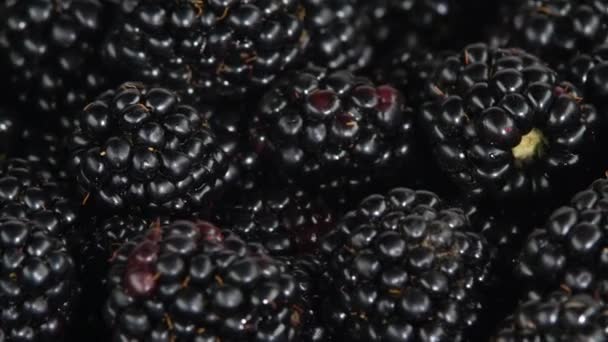 Moras frescas silvestres — Vídeo de stock