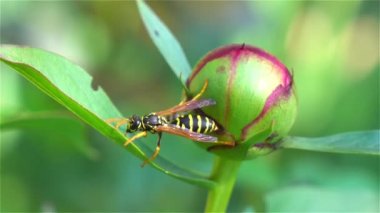 Bal arısı tozlaşmak çiçek