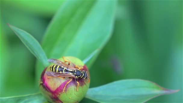 Bumblebee mengumpulkan serbuk sari — Stok Video