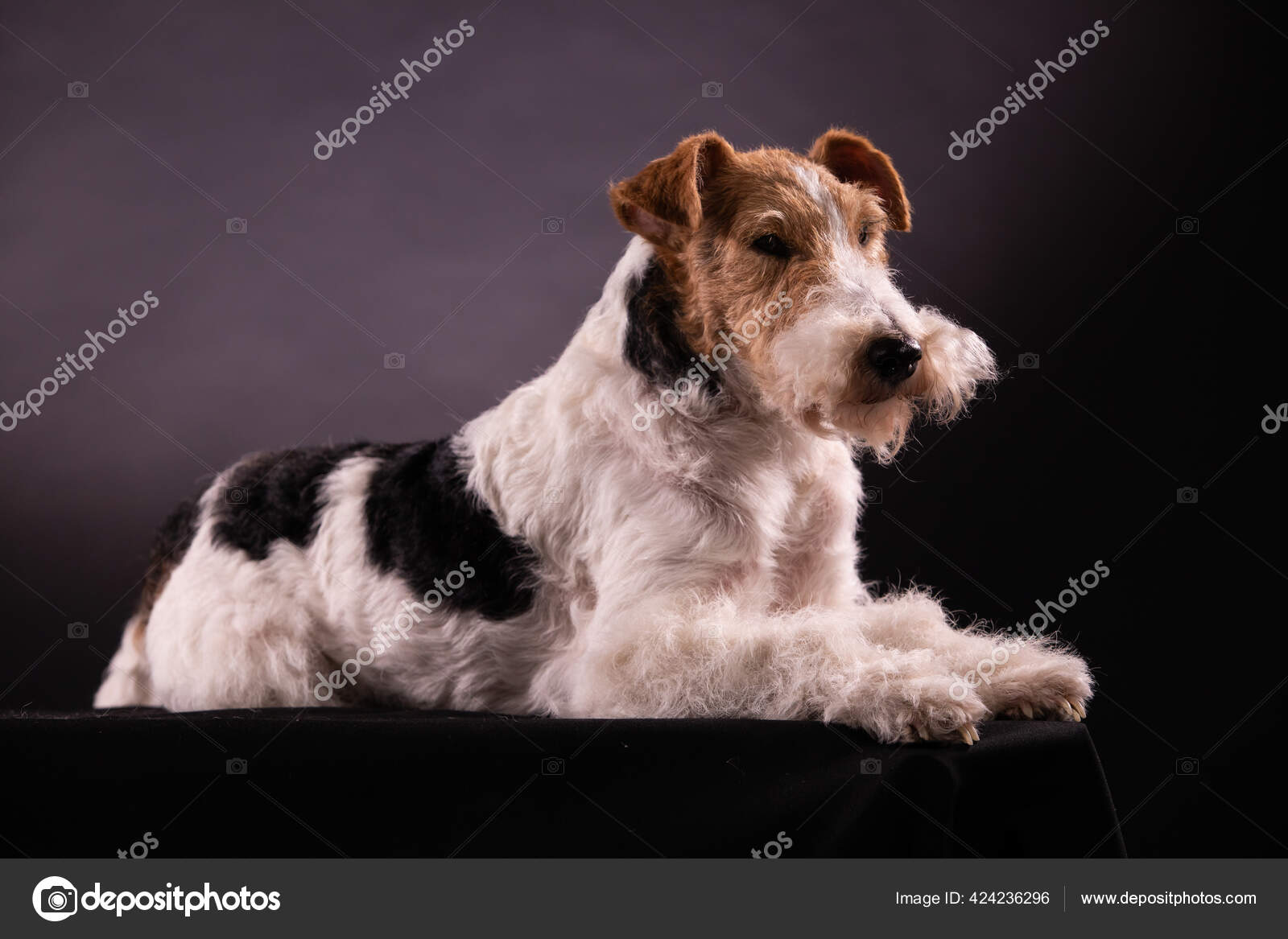 black wire haired terrier