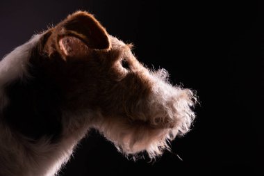 Side view of the face of a dog wire haired fox terrier breed that looks to the side on a black background in the studio. Close up. clipart