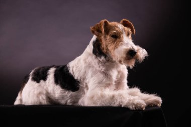 Portrait of a Wirehaired Fox Terrier lying isolated on a black background. Close up side view. clipart