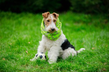 Ciddi benekli tilki teriyeri boynunda yeşil bir atkıyla topun yanında oturur. Köpek kameranın önünde bir fotoğraf çekimi için poz veriyor. Yeşil çimlerin bulanık arkaplanını kapat.