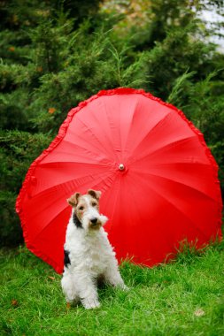 Eğitimli tel saçlı bir tilki teriyeri açık kırmızı bir şemsiye yanında poz veriyor. Ormanın arka planında yeşil çimlerin üzerinde oturuyor. Kapat..