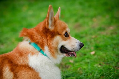 Bulanık yeşil çimen arka planında sevimli Pembroke Welsh Corgi köpeğinin profil portresi. Dili dışarı sarkmış turkuaz yakalı bir köpeğin ağzını kapat..