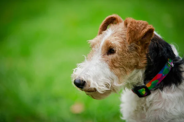 Widok z boku na twarz psa Fox Terrier. Pies w wielobarwnym kołnierzu spogląda z boku na niewyraźne tło zielonej trawy. Zamknij się.. — Zdjęcie stockowe