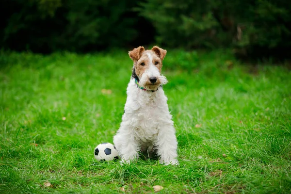 Fox Terrier cieszy się doskonałą pogodę siedzi na zielonej trawie z piłką. Spacer w wiosennym parku w słoneczny dzień. Zamknij się.. — Zdjęcie stockowe