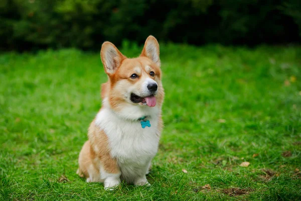 A welsh corgi named Austin sits on a green lawn and waits for a command. The dog stuck out its tongue impatiently. Close up photoshoot outdoors in spring. — Stock Photo, Image