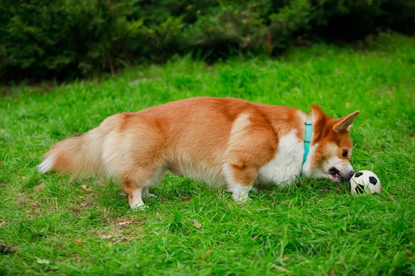 Pembroke corgi köpeği topu dişleriyle tutamıyor, bu yüzden ona kızıp hırlıyor. Yeşil çimen ve ağaçların arka planına karşı tam uzunlukta kenar görünümü kapat. — Stok fotoğraf