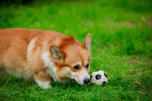 De Welshe Corgi Pembroke dog staat en snuift voorzichtig een mini voetbal voordat hij ermee gaat spelen. Een actief huisdier speelt in een lentepark op een groen grasveld. Sluiten.. — Stockfoto