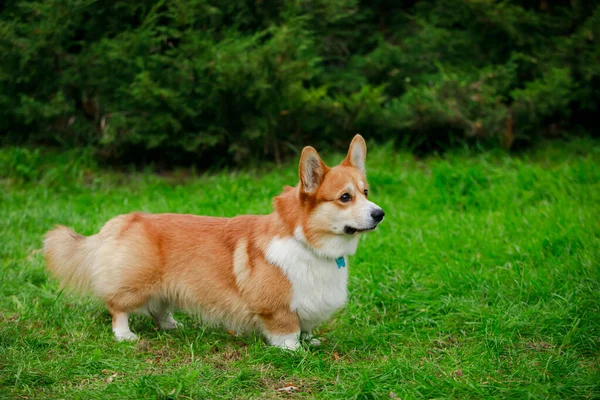 Galli Corgi Pembroke cinsinden üzgün bakışlı bir köpek çimlerin üzerinde duruyor ve önüne bakıyor. Köpek güzel bir altın paltoyla kırmızı ve beyaz renktedir. Tam boy kenar görünümü. Kapat.. — Stok fotoğraf