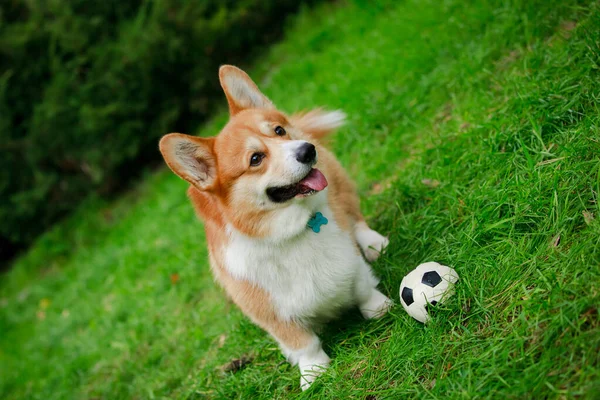 Happy Pembroke Galés Corgi perro se sienta en el césped junto a su mini pelota de fútbol. Alegre e inteligente. Alrededor de su cuello hay un collar de color turquesa con su nombre. De cerca.. —  Fotos de Stock