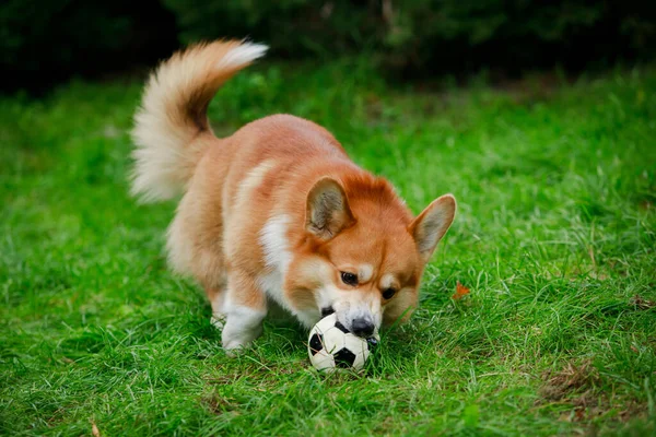 Grappig blij pembroke corgi hond spelen met een speelgoed bal op een groen grasveld in het park. De hond greep de bal met zijn tanden en wil hem niet loslaten. Sluiten.. — Stockfoto