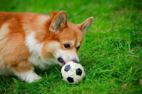 Profiel portret van een gebroken welsh corgi met een bal tegen de achtergrond van een groen gazon. De hond onderzoekt zijn speelgoed zorgvuldig en met interesse. Close-up van een honden muilkorf. — Stockfoto