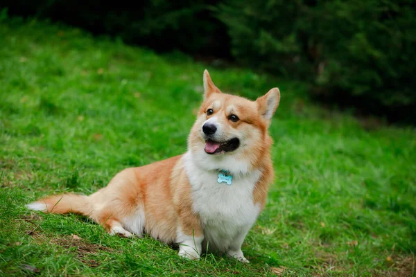 Hermoso retrato de un perro corgi pembroke galés llamado Austin. Una mascota sentada en un prado y sonriendo felizmente. El perro abrió la boca y sacó la lengua. De cerca.. —  Fotos de Stock