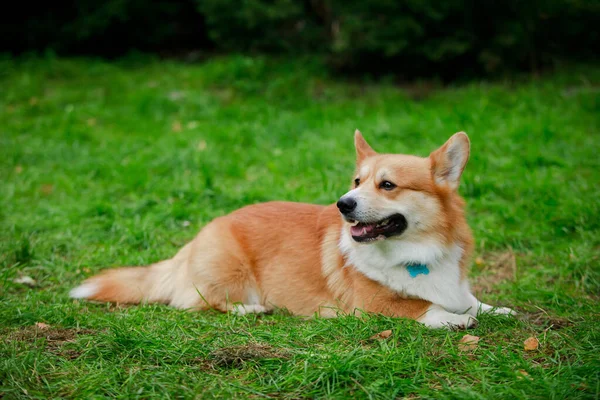 Słodki pies walijskiej rasy corgi pembroke relaksuje się i spoczywa na zielonej trawie. Fotografowanie na zewnątrz w wiosennym parku. Zamknij się.. — Zdjęcie stockowe