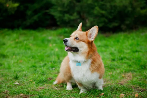 Welsh Corgi Pembroke staat op een groen gazon met zijn hoofd iets omhoog. Hij kijkt omhoog terwijl zijn tong uitsteekt. Close up fotoshoot in de natuur, hond in volle groei. — Stockfoto