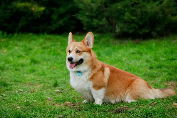 Hermoso rojo y blanco galés corgi pembroke se sienta, mira hacia adelante, en la hierba verde en el parque. Entrenamiento de perros, preparación para exposiciones. Día del perro, día de las mascotas. De cerca.. —  Fotos de Stock