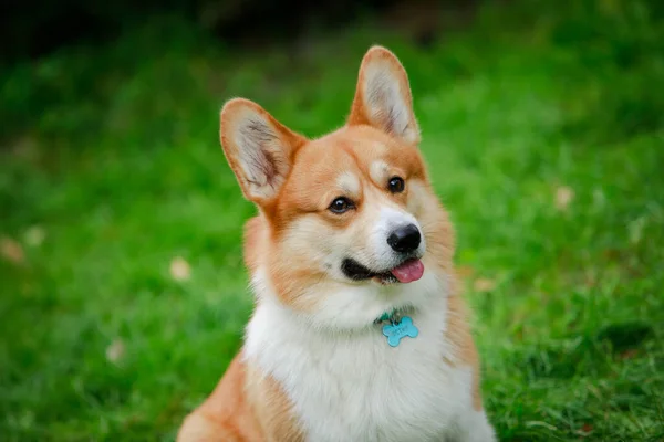 Retrato de um belo corgi, sentado em um fundo borrado de grama verde, engraçado língua rosa se destaca. Cão curioso ao ar livre na primavera perto. — Fotografia de Stock