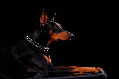 İleriye bakan bir Doberman köpeğinin yan görüntüsü. Hayvan stüdyoda siyah bir arka planda çekiliyor. Kapat..