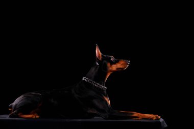 Genç doberman siyah arka planda yalnız bir şekilde ileriye bakıyor. Yan görünümü kapat.