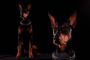 Doberman Pinscher siyah bir arkaplanda oturur ve önüne bakar. Kolaj. Kapat..