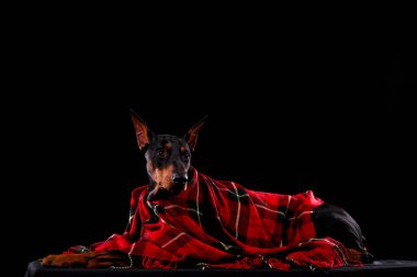 Güzel Doberman köpeği kırmızı bir battaniyenin altında yatıyor. Kapat..