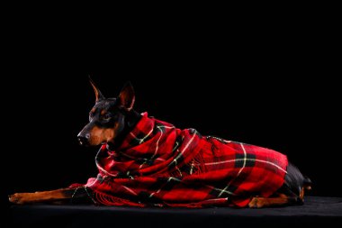 Siyah arka planda kırmızı bir battaniyenin altında yatan yakışıklı bir doberman. Köpek sonbahar fotoğraf çekimi için stüdyoda poz veriyor. Kapat..