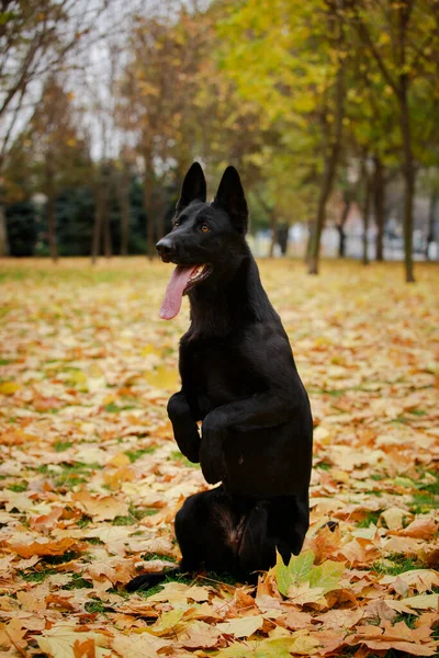秋に公園の黄色の落ち葉の上に足の上に立っている従順な黒いドイツの羊飼いの犬. — ストック写真