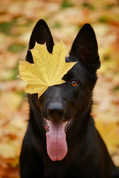 Retrato de un hermoso perro pastor alemán negro con una hoja amarillenta cayendo sobre su ojo sobre un fondo borroso. —  Fotos de Stock