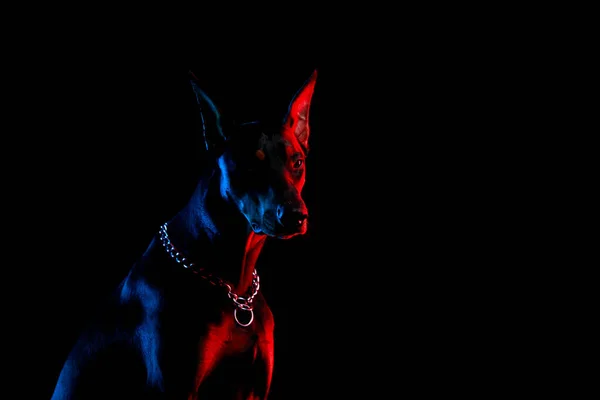 Retrato de um belo Doberman sério em um colar de corrente elegante em luz azul vermelha. Fechar. — Fotografia de Stock