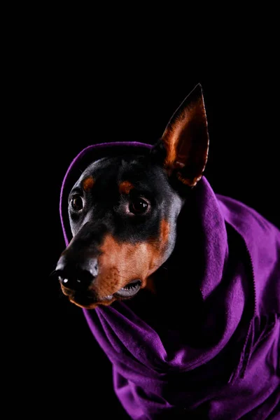 Doberman Pinscher lleva una hermosa bufanda púrpura, una oreja sobresaliendo. De cerca.. —  Fotos de Stock