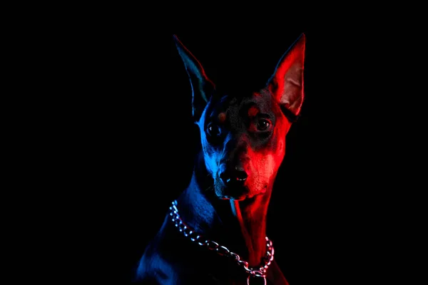 Tiro frontal de um pinscher Doberman contra um fundo preto com luz azul vermelha. Fechar. — Fotografia de Stock