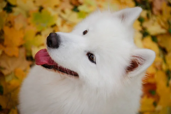 An overhead view of a snow white purebred Samoyed Spitz smiling with his head up. Close up of a dogs muzzle with a pink tongue sticking out against a blurred background of fallen leaves. — Stock Photo, Image